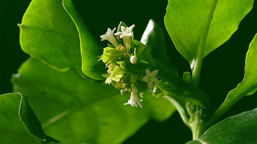 ipecacuanha cough syrup