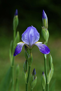iris flower health benefits