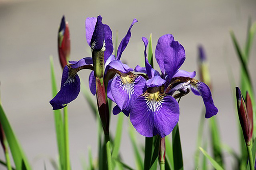 iris flower types