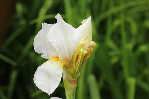 Iris Plant Health Benefits 1