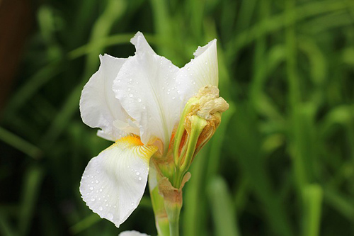 White Iris plant flower