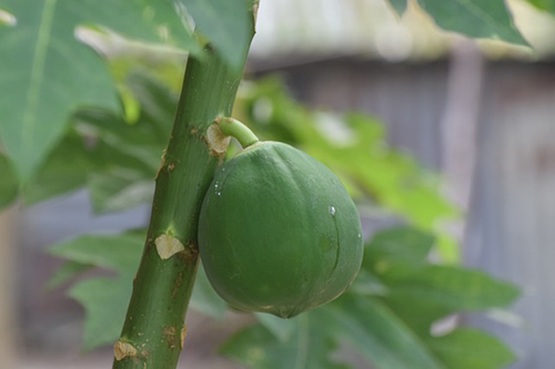 is eating papaya good for acne prone skin