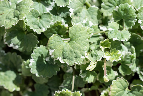 is ground ivy poisonous to humans