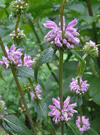 jerusalem sage seeds