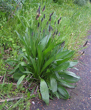 lance-leaf  plantain medicinal uses