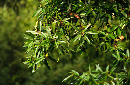 laurel plant leaves health benefits