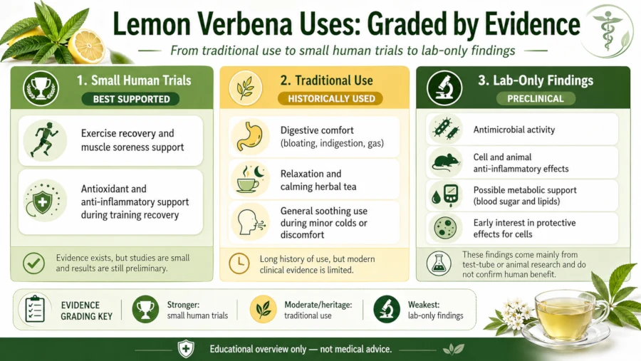 Chart grading lemon verbena uses from traditional use to small human trials to lab-only findings.