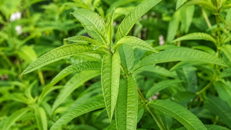 Fresh lemon verbena leaves on the shrub, showing long narrow lance-shaped leaves.