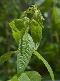 lemon verbena tea amazon