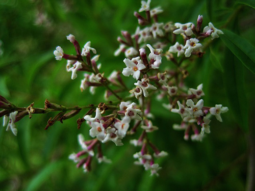 lemon verbena uses and benefits