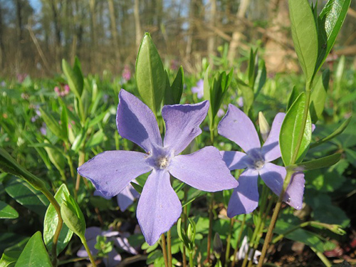 lesser periwinkle plant benefits