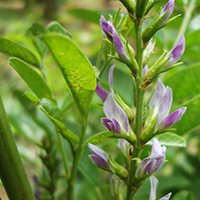 licorice anise plant