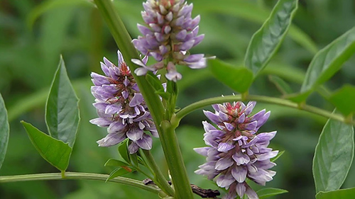 licorice plant flower