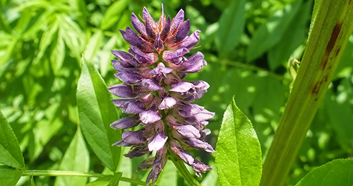 licorice plant medicinal uses