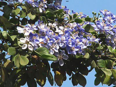 lignum vitae medicinal uses