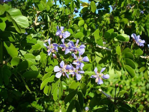 beautiful tree with amazing purple flowers