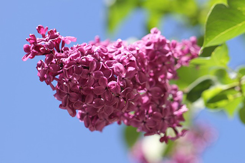 lilac flowers for optimal health
