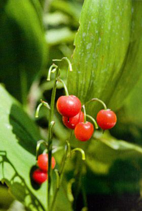 lily of the valley berries