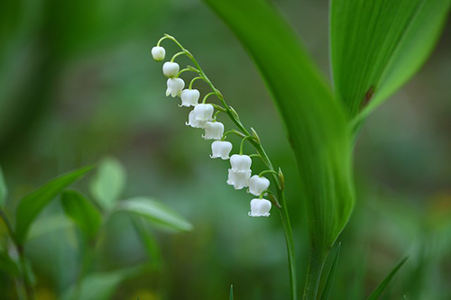 lily of the valley leaves