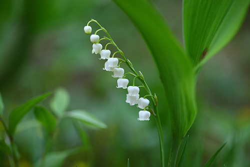 Lily Of The Valley Plant: Potential Health Benefits & Top 10 Questions ...