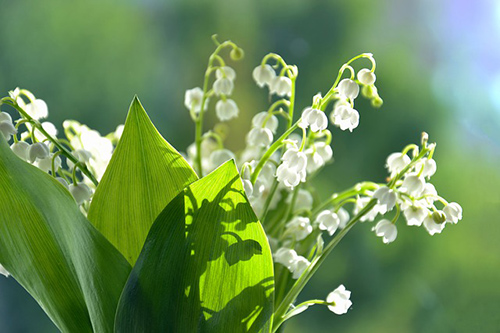 lily of the valley seeds
