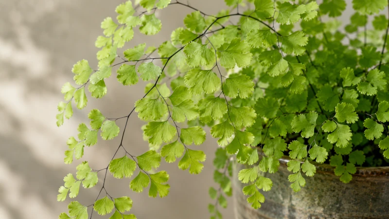 Maidenhair fern with fan-shaped green leaflets on thin black stems.