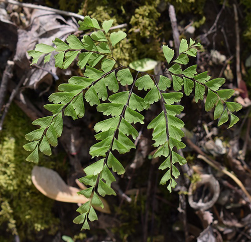 maidenhair fern for hair growth