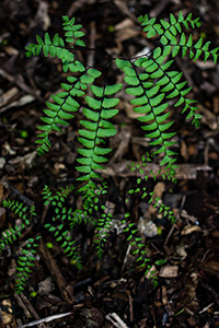maidenhair fern plant benefits