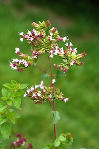 marjoram essential oil benefits