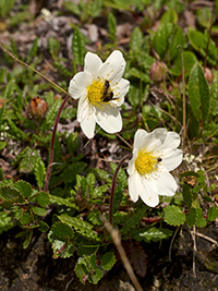 white dryas is very good for stomach conditions