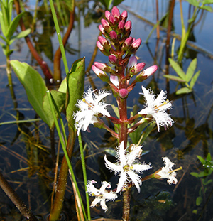 menyanthes trifoliata uses