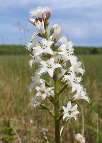 menyanthes trifoliata