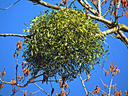 mistletoe plant benefits