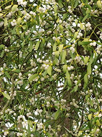 mistletoe plant is a partial parasite