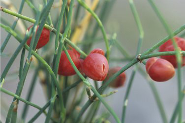 mormon tea plant images