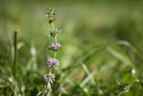 mosquito plant as an insect repellant