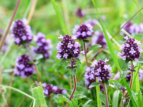 mother of thyme seeds