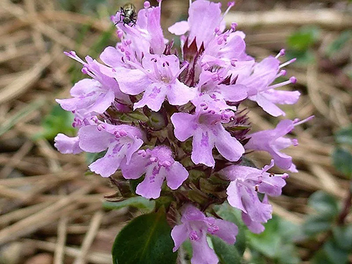 mother of thyme tea benefits