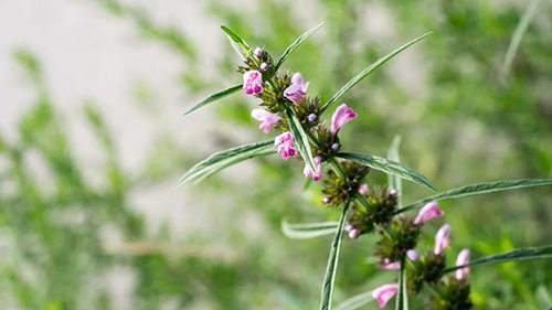 motherwort plant benefits