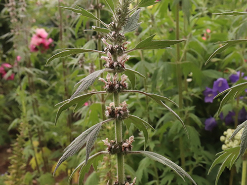 motherwort plant identification