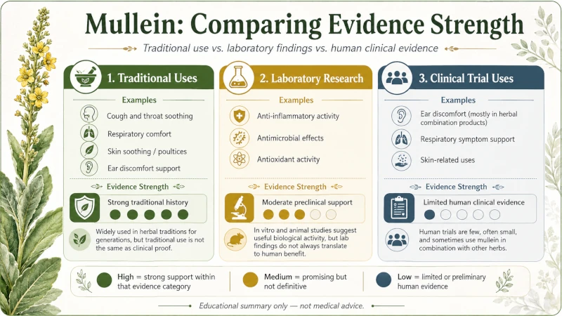 Chart comparing evidence strength for mullein's traditional, laboratory, and clinical trial uses