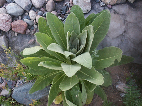 mullein root benefits