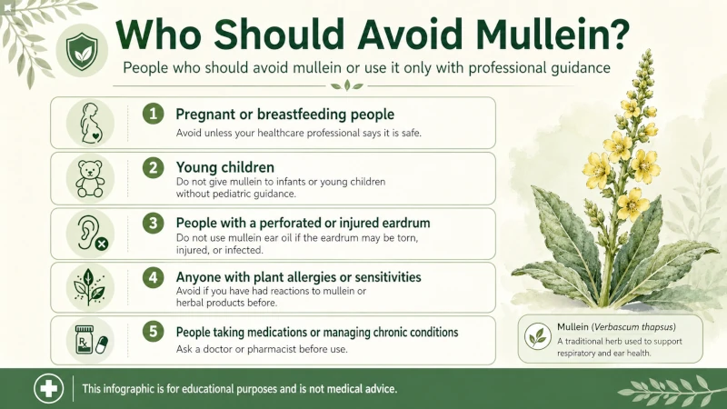 Infographic listing who should avoid mullein, including pregnancy, young children, and eardrum injury