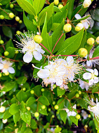 myrtle flower images