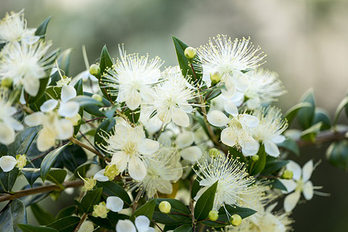 myrtle plant health benefits