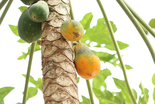 papaya tree health benefits