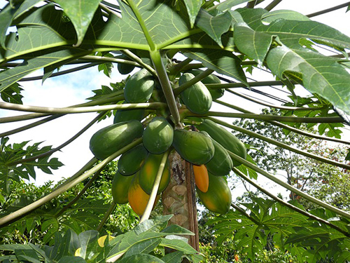papaya tree leaves
