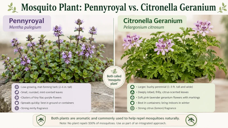 Side-by-side comparison of pennyroyal and citronella geranium, the two plants called mosquito plant.