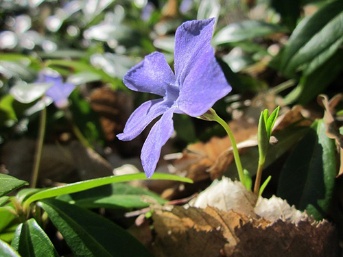 periwinkle flower benefits for skin
