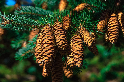 13-wonderful-health-benefits-of-pine-nuts-healing-plant-foods-nuts